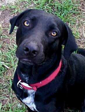 Black Oak's Rebel Lee