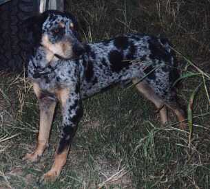 Black Oak's Cajun Jake