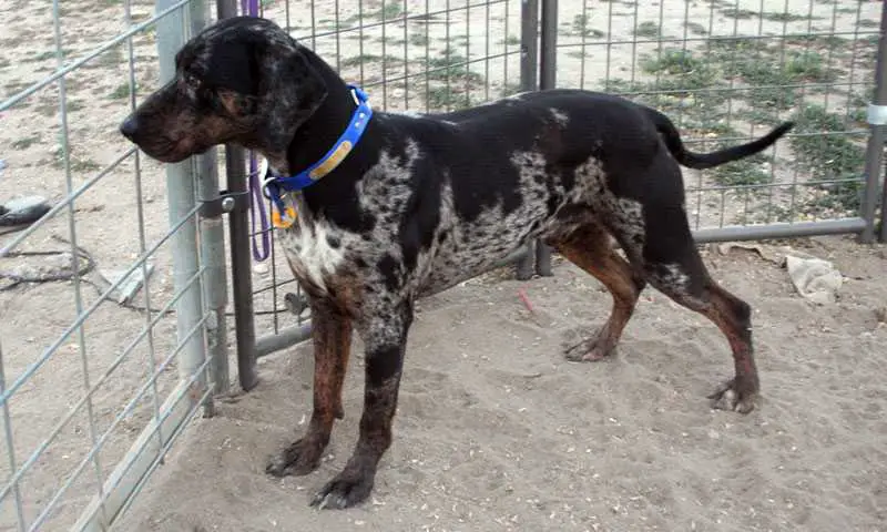 Crazy Wolf's Mojave Bleu