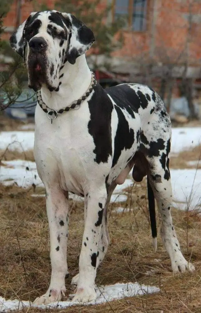 Boss Donum Dei