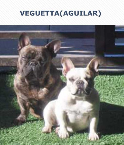 VEGUETTA (AGUILAR)