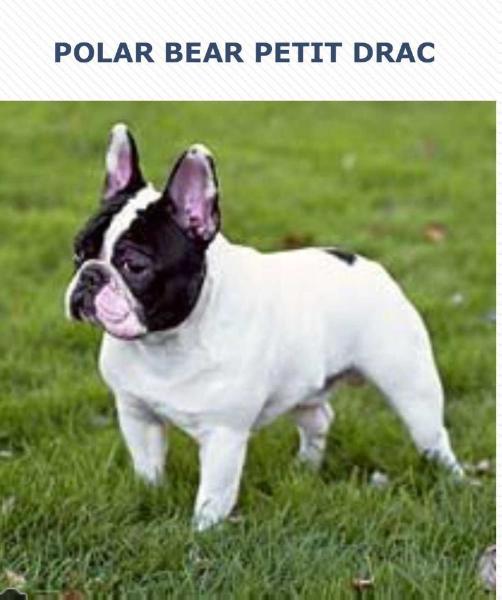 POLAR BEAR DE PETIT DRAC