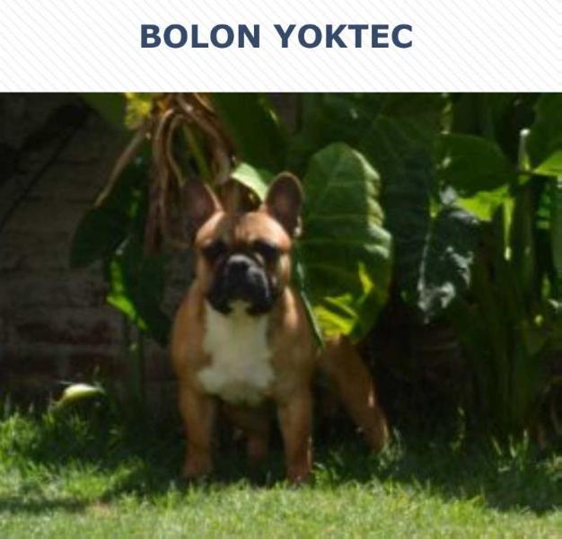 BOLOM (RAMÍREZ)