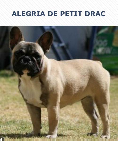 ALEGRÍA DE PETIT DRAC
