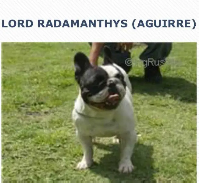 LORD RADAMANTYS (AGUIRRE)
