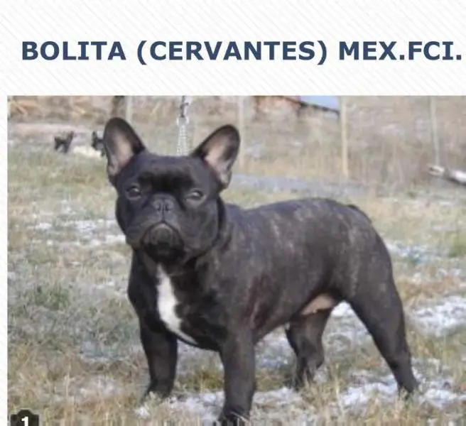 BOLITA (CERVANTES)