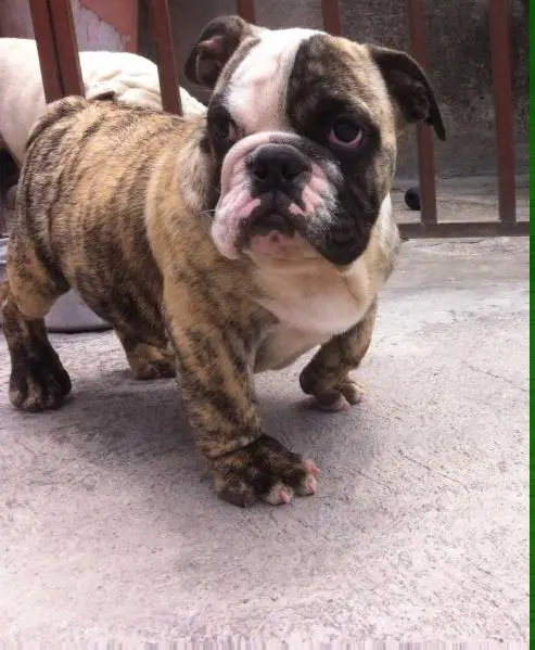 Goliath Hellhound