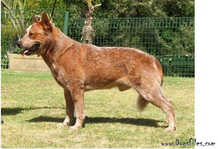 Turrella Red Dragon