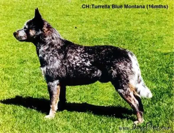 TURRELLA BLUE MONTANA