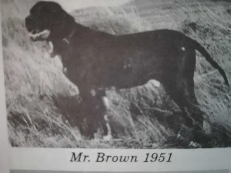 MR BROWN (OF GLENARA)
