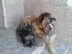 Darhan