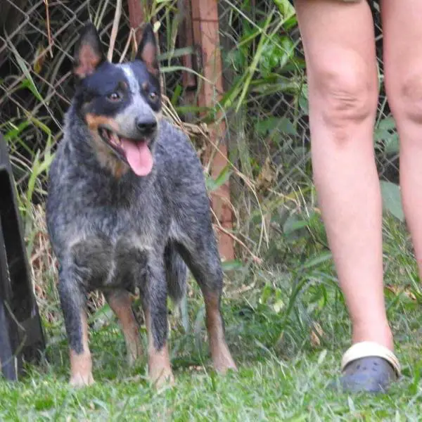 ZAHRA BLUE HEELER'S SELIVON