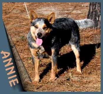 CJ'S DOUBLE OTT ANNIE BUZ