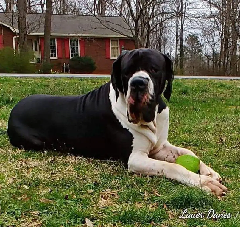 Lycan the Legend of Lauer Danes