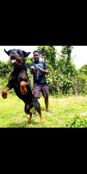 Gizmo rottweiler sales