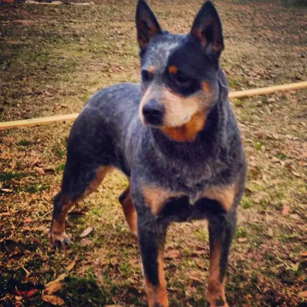 TIMBER TRUE MABELLINE