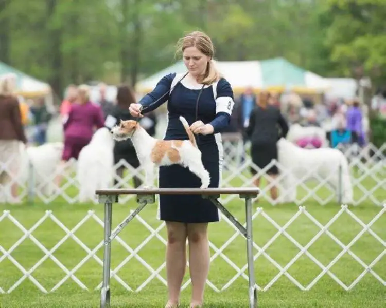 Foxfield Puzzle Me This