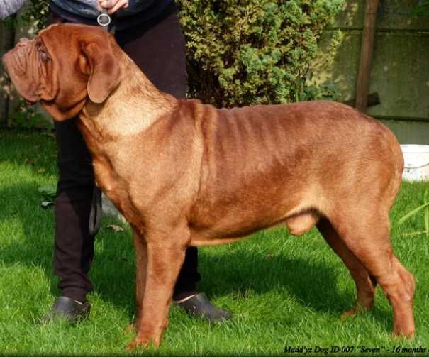 Madd'yz Dog ID 007