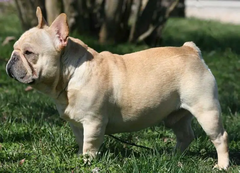Mobulls Mainline Express Chugga Choo