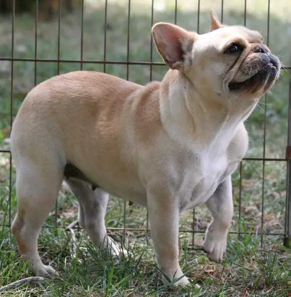 Must Be Ginjer La Roux Of Mobulls