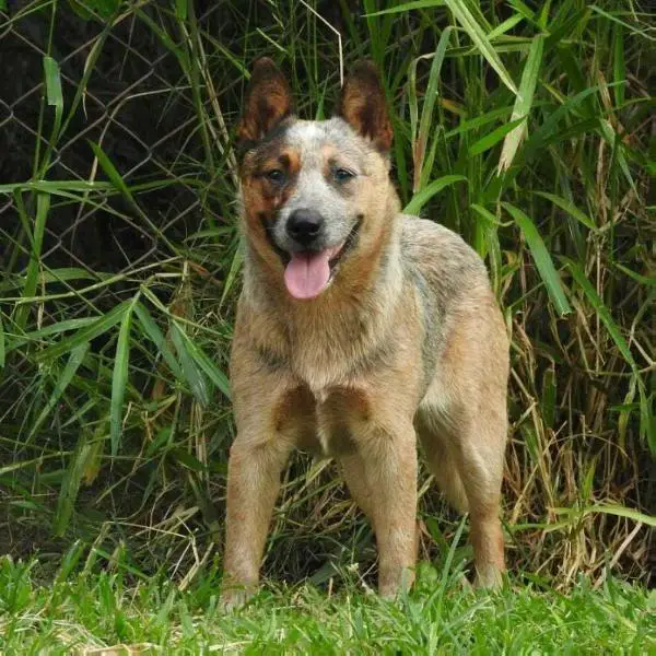 Quality Heeler's Wicca Heeler Selivon