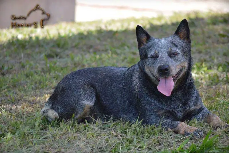QUALITY HEELER CHELSEA