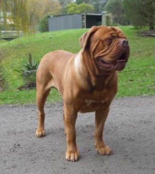 Durhamdogues Bernardo Red