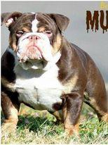 Rodriguez Mudslinger