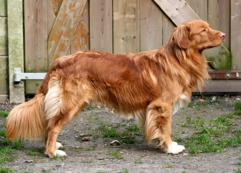 Daintree's Dutch Canadian Puck
