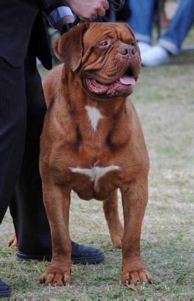 Royalred Rhino Emberez