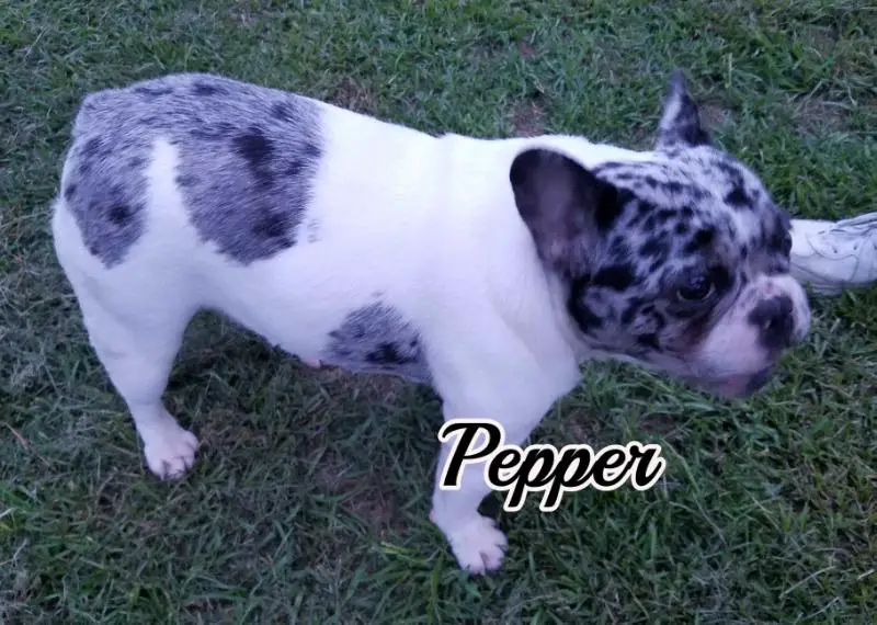 Diamonds STP Spice It Up Pepper