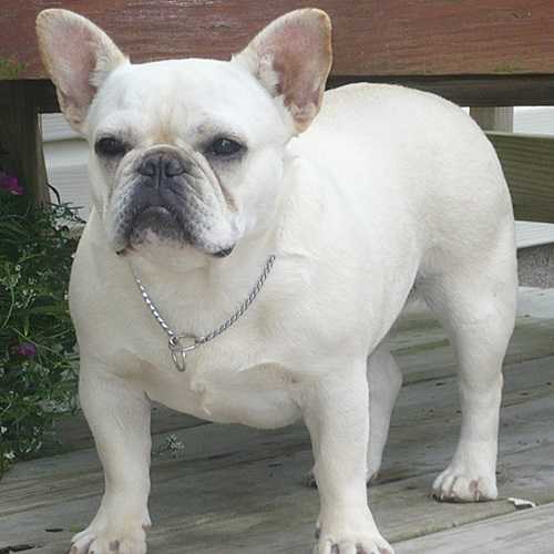 Mobulls Take 2 And Call Me Opal