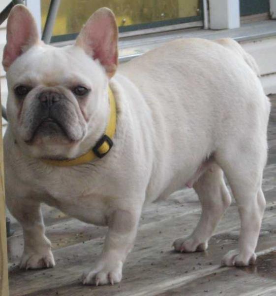 Mobulls Rub A Dub Dolly