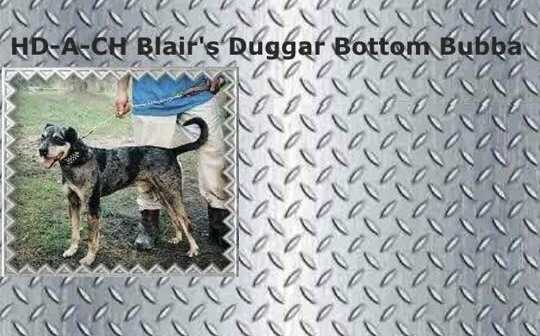 Blr’s Dggr Bttm Bubba