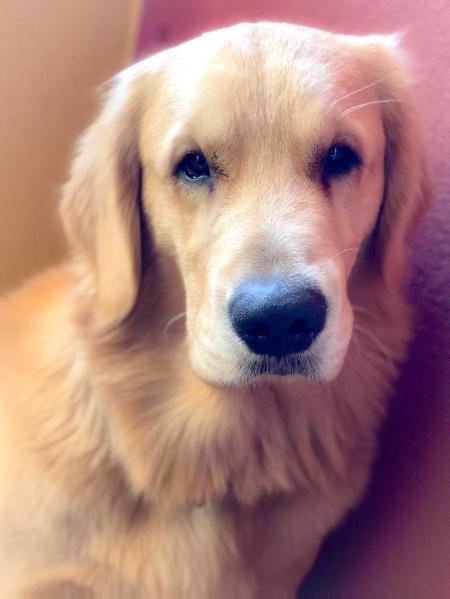 Alfie of Don Golden Leader