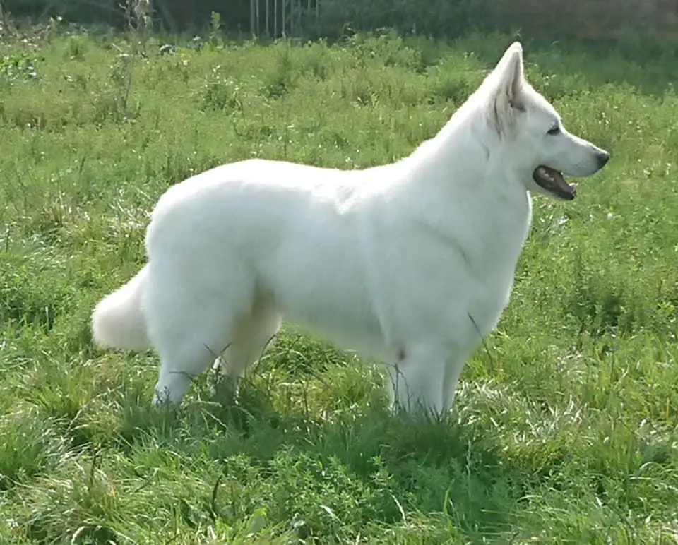Qute Adorable Snowwhite of the Dutch Highlands