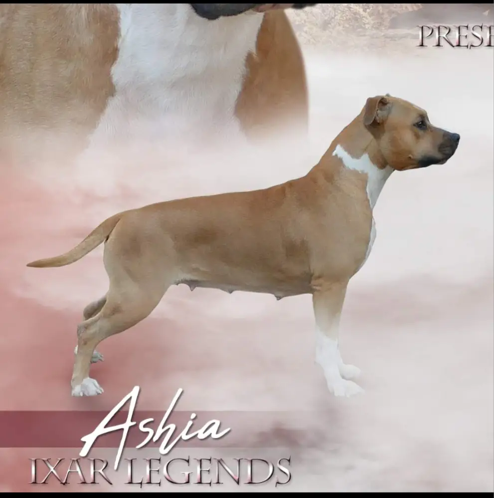 IXAR LEGENDS ASHIA
