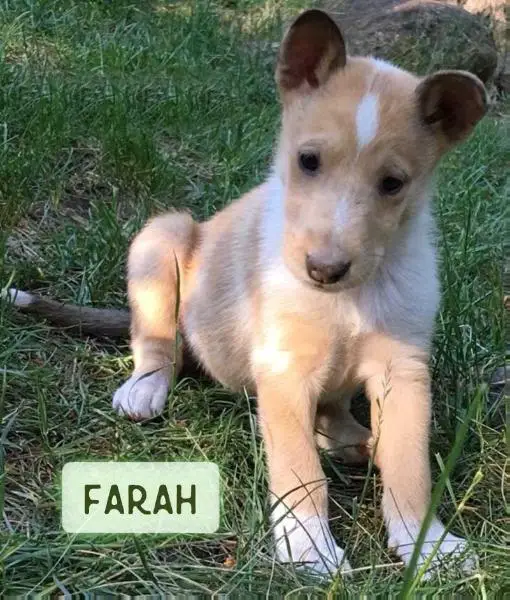 Farah