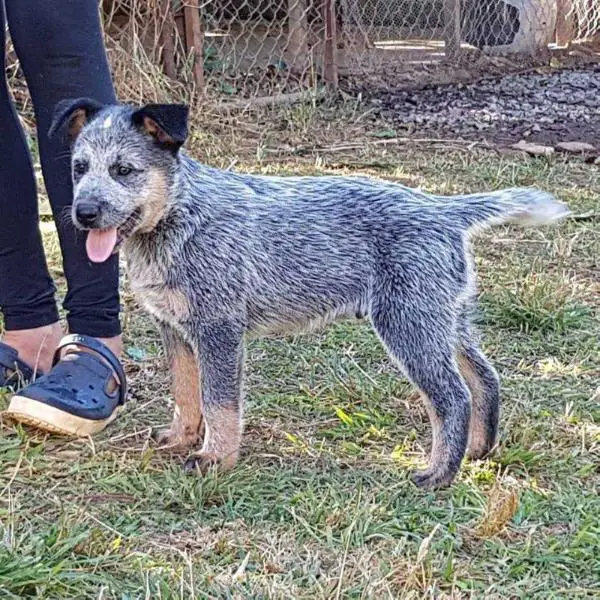 WOODY OF HEELER'S SELIVON