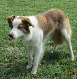 Skip (ABCA  382917)