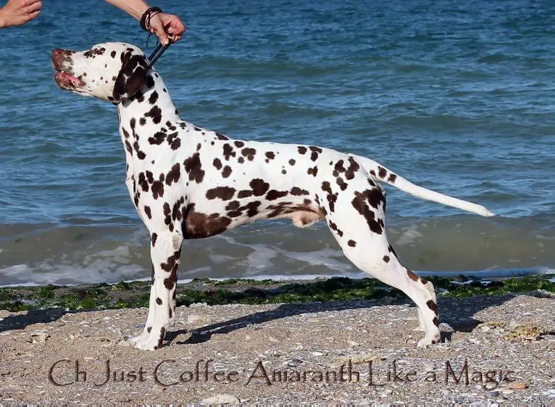 Just Coffee Amaranth Like a Magic