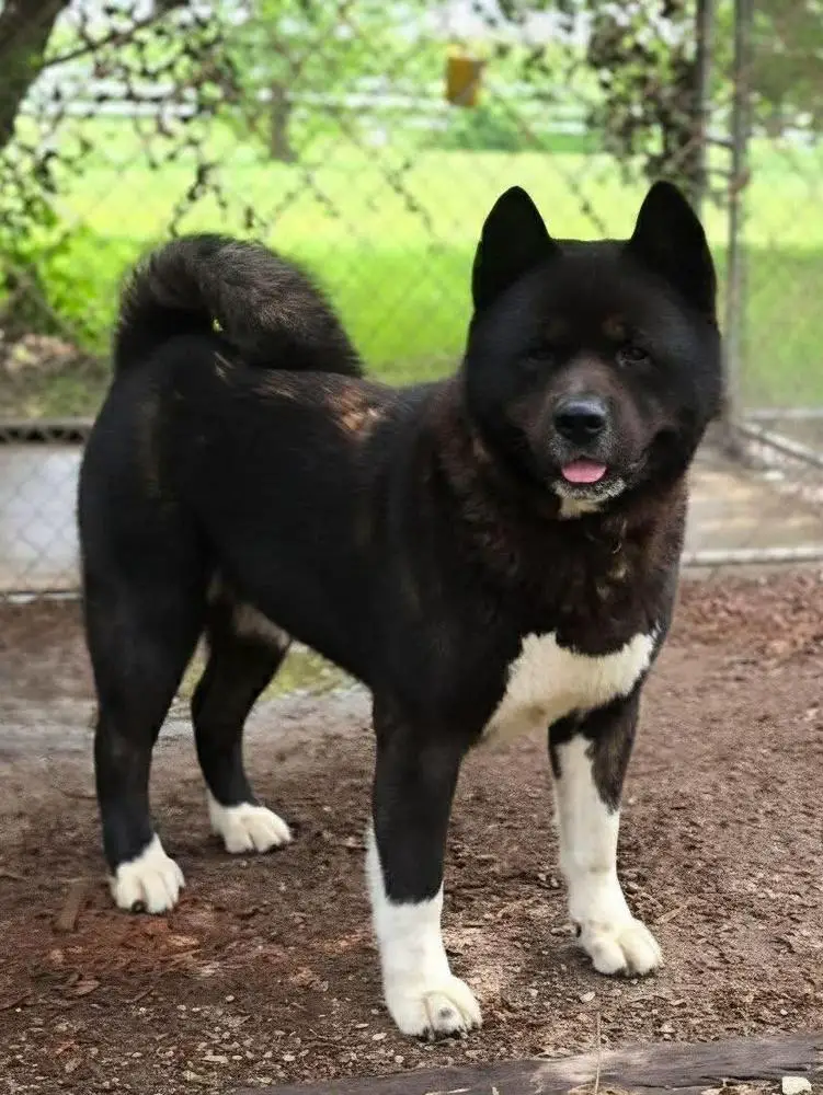 Summit's Darth Vader