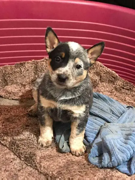 Kyra queensland E.P.B DO HEELER SELIVON