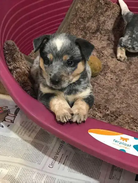 Vyck queensland J.P.B DO HEELER SELIVON