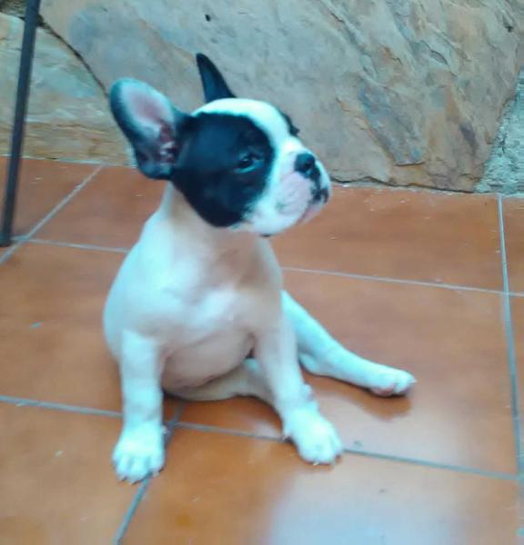 snowkastell orchila
