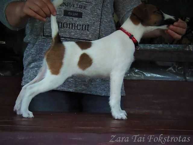 Zara Tai Fokstrotas