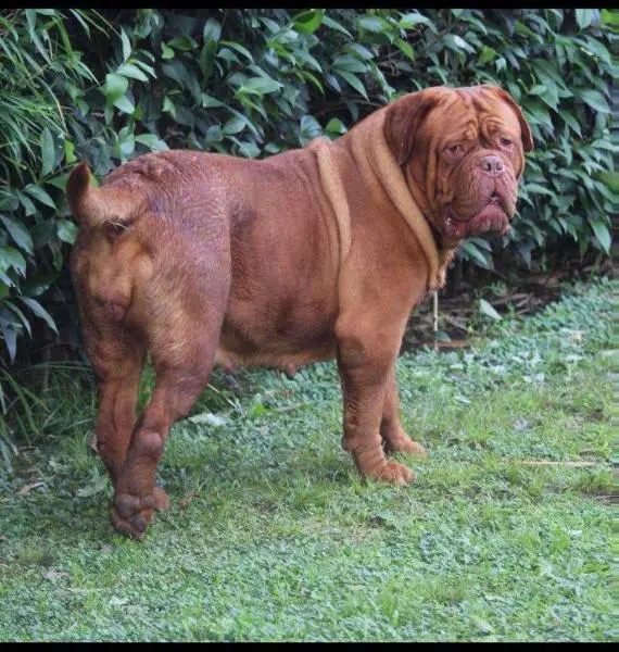 anaconda los picasos