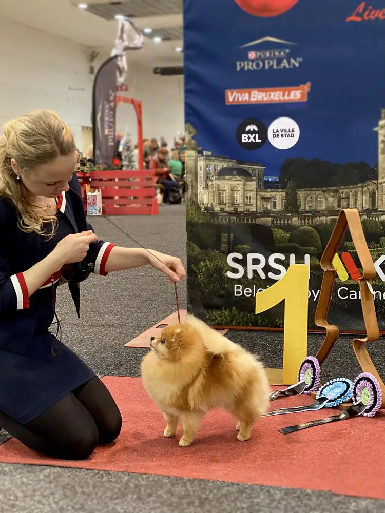 Timeless Poms A Sweden Dream