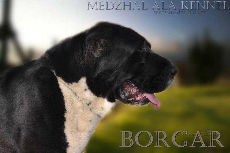AVTORITET DOGS BORGAR