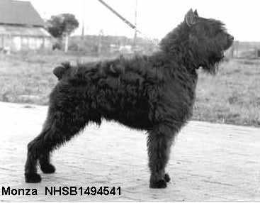 Monza (NSHB.1494541)